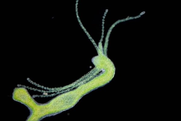 Kraken даркнет маркет