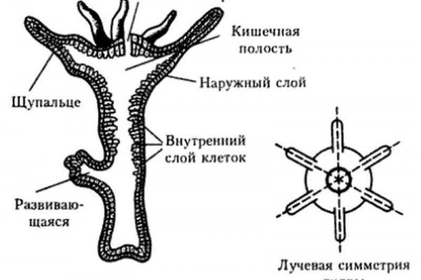 Kra23cc